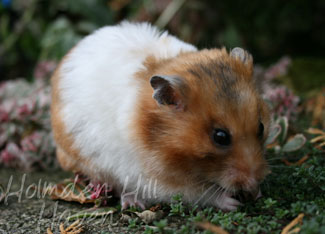 Starla- Golden Tortoiseshell and White (Banded) Satin Shorthaired